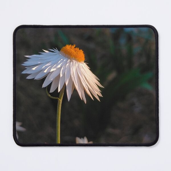 Item preview, Golden Hour in White designed and sold by Jimbo McCoy.