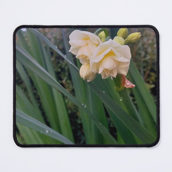 Item preview, Jonquil "Erlicheer" designed and sold by Jimbo McCoy.