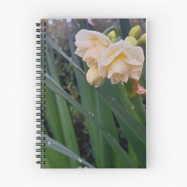 Item preview, Jonquil "Erlicheer" designed and sold by Jimbo McCoy.