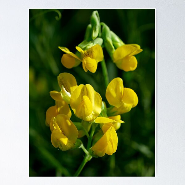 Item preview, Waiting for the bees. Meadow vetchling designed and sold by Jouko Lehto Photography.