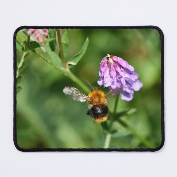 Item preview, Hunt of the honey. Common carder bee designed and sold by Jouko Lehto Photography.