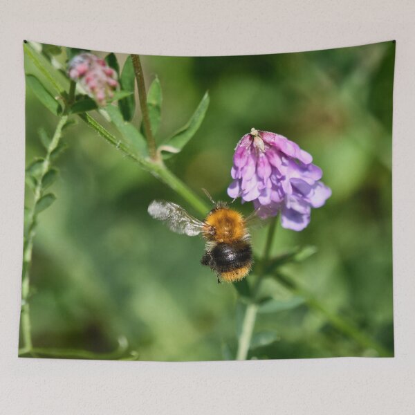 Item preview, Hunt of the honey. Common carder bee designed and sold by Jouko Lehto Photography.
