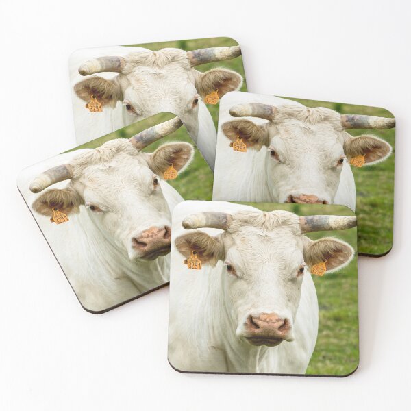 Artikelvorschau, Charolais-Kuh II entworfen und verkauft von Jane Stanley Photography.