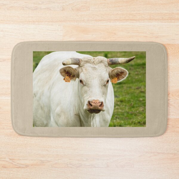 Artikelvorschau, Charolais-Kuh II entworfen und verkauft von Jane Stanley Photography.