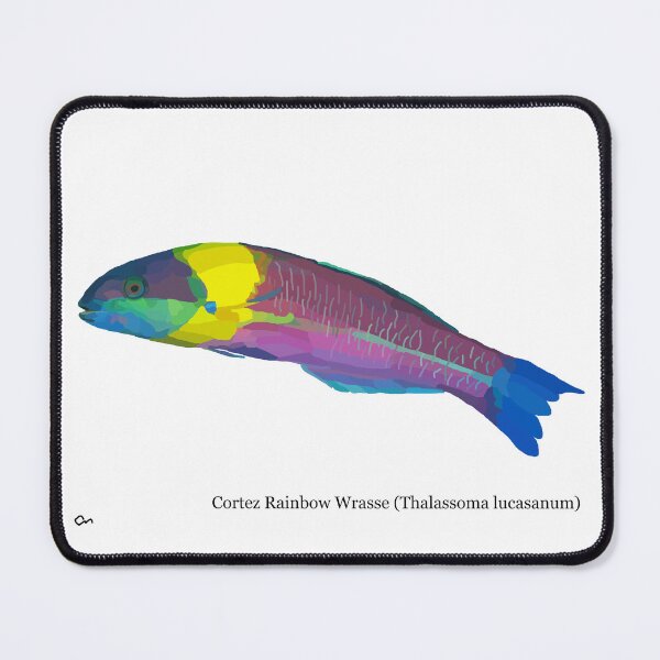 Item preview, Cortez Rainbow Wrasse designed and sold by ChrisBManos.