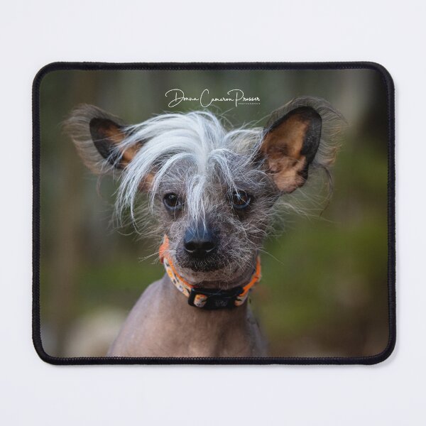 Item preview, Shaggy designed and sold by Donna Cameron-Prosser.