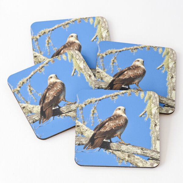 Item preview, Young Kite looking sharp designed and sold by Mark Grimsley.