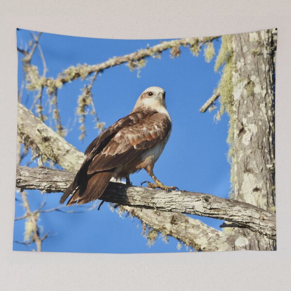 Item preview, Young Kite looking sharp designed and sold by Mark Grimsley.