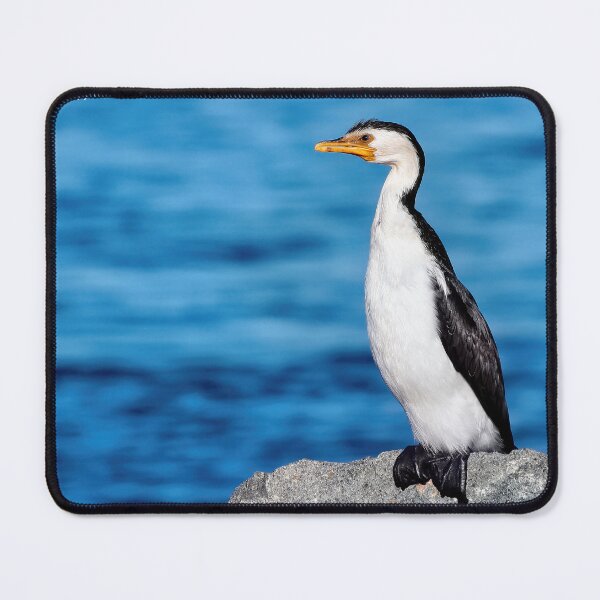 Artikelvorschau, Australischer Kormoran 08887 entworfen und verkauft von kevin Chippindall.