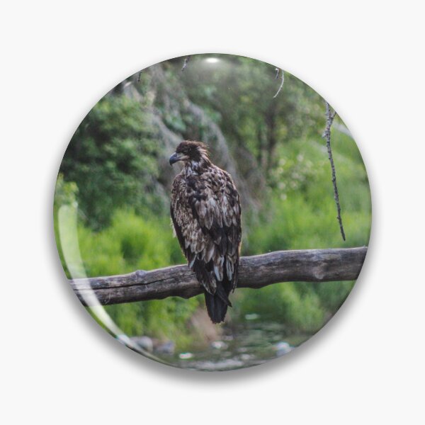 Item preview, Juvenile Eagle Perched On Branch designed and sold by PhrozenPhotos.