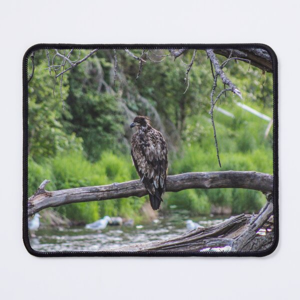Item preview, Juvenile Eagle Perched On Branch designed and sold by PhrozenPhotos.