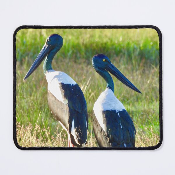 Item preview, Pair of Jabirus, Black-necked Storks designed and sold by Mark Grimsley.