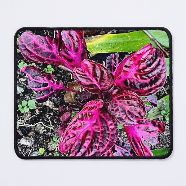 Item preview, Red & Pink Plant designed and sold by KazM.