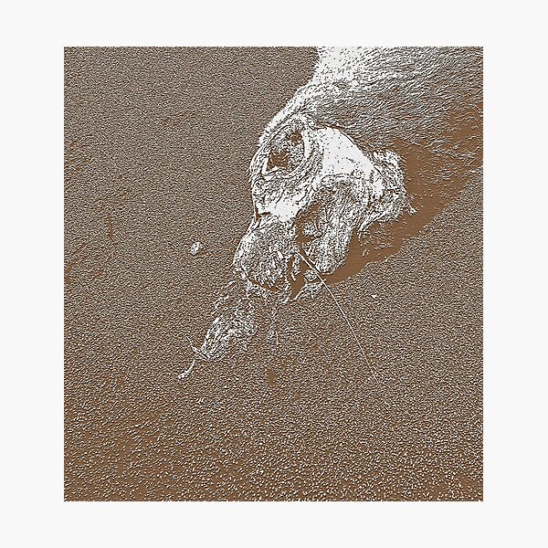 Sea Lion: In Transition Photographic Print