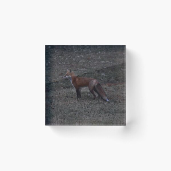 Item preview, Wild Fox designed and sold by CAPTAINxGP.