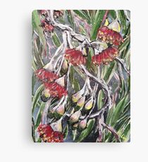 EUCALYPTUS BLOSSOMS by H.Lin Canvas Print