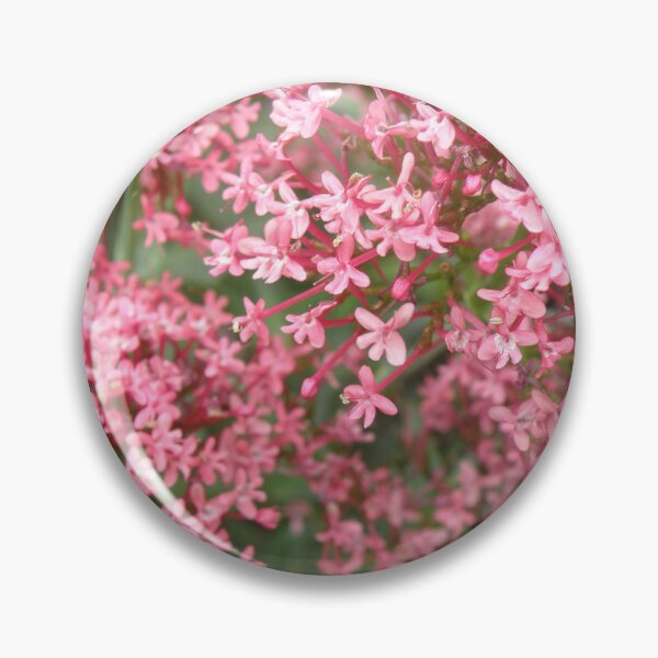 Item preview, Pretty Pink Valerian Flowers Photograph designed and sold by naturegallery.
