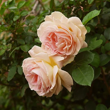 Artwork thumbnail, Spring Roses 1 by indrora