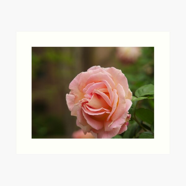 Spring Roses 2 Art Print
