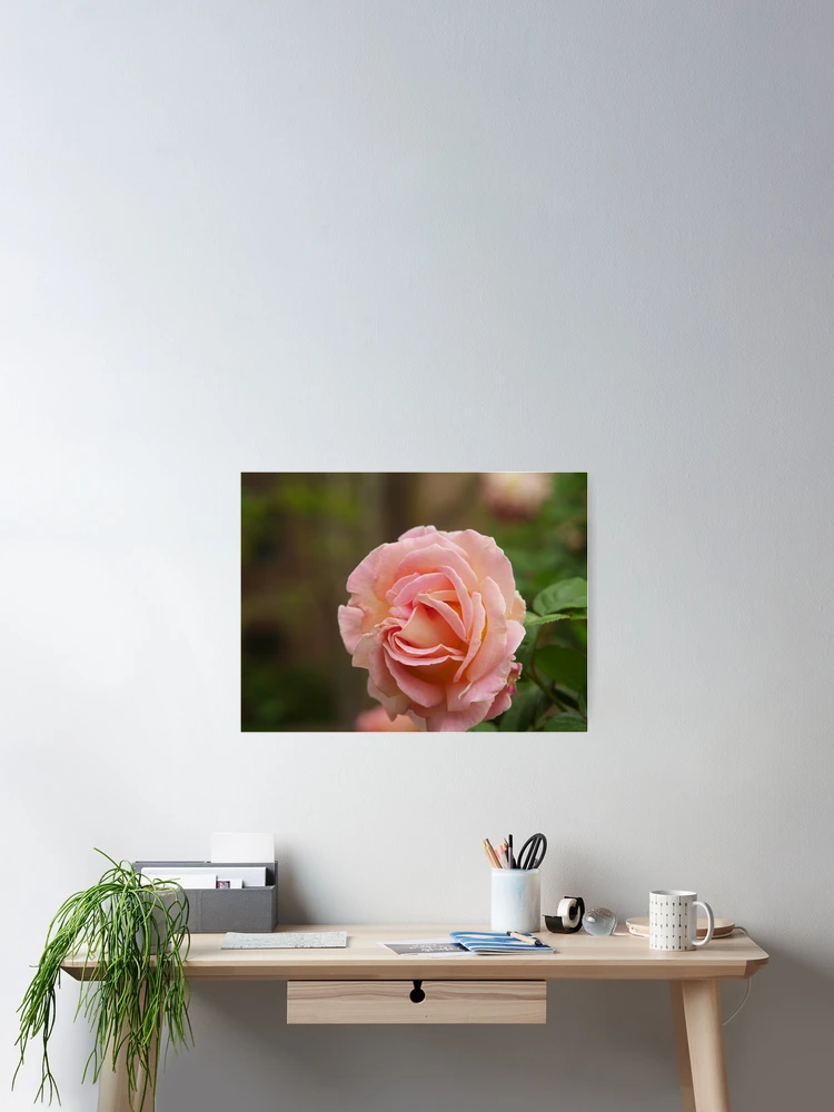 Imagen 2 de 3, Póster con la obra Spring Roses 2, diseñada y vendida por indrora.