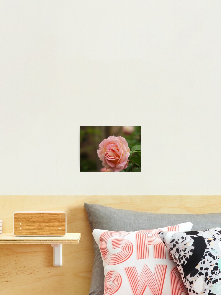 Thumbnail 2 of 3, Photographic Print, Spring Roses 2 designed and sold by indrora.