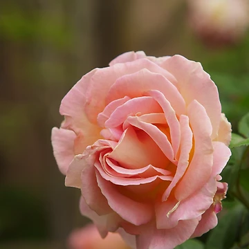Artwork thumbnail, Spring Roses 2 by indrora