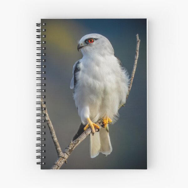 Item preview, Black-shouldered Kite designed and sold by Glenn-Smith.