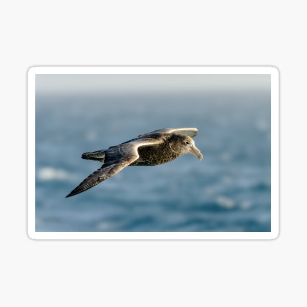 Southern Giant Petrel Sticker