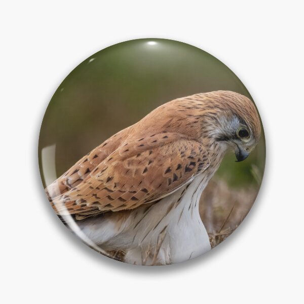 Item preview, Nankeen Kestrel (Falco cenchroides) designed and sold by Glenn-Smith.
