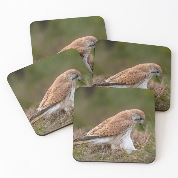 Item preview, Nankeen Kestrel (Falco cenchroides) designed and sold by Glenn-Smith.