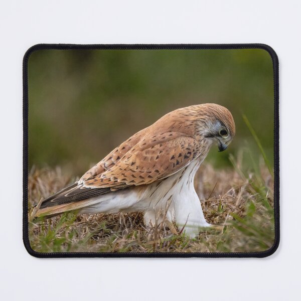 Item preview, Nankeen Kestrel (Falco cenchroides) designed and sold by Glenn-Smith.