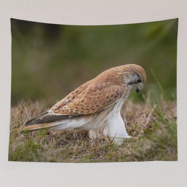 Item preview, Nankeen Kestrel (Falco cenchroides) designed and sold by Glenn-Smith.