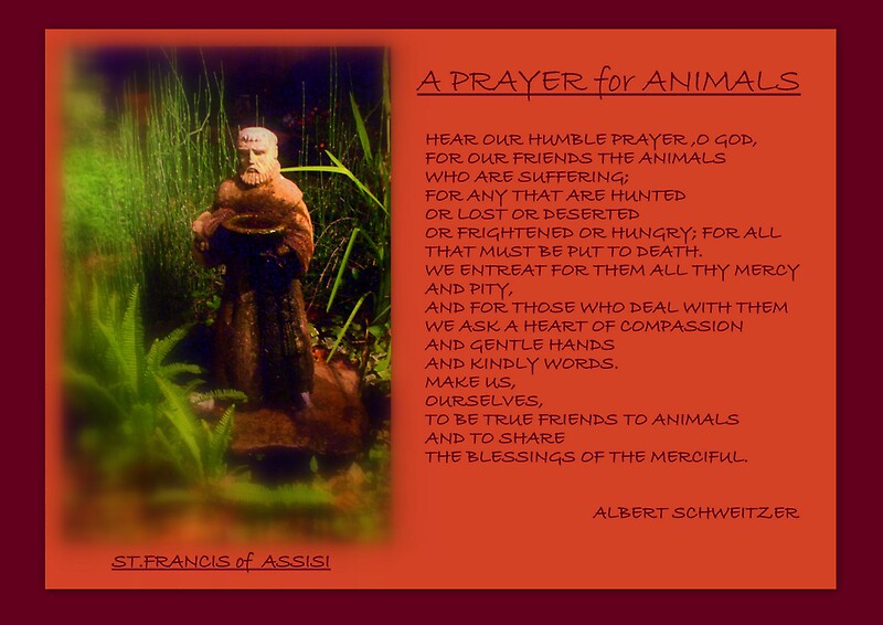 A PRAYER FOR ANIMALS '' by Albert Schweitzer" by artist4peace | Redbubble