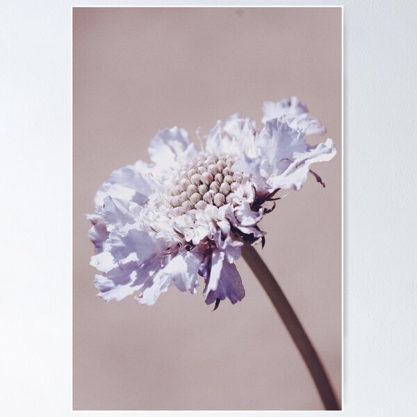 Item preview, Purple Pincushion Flower designed and sold by FeatherfallSTU.