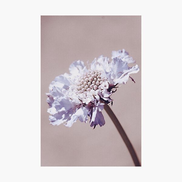 Item preview, Purple Pincushion Flower designed and sold by FeatherfallSTU.