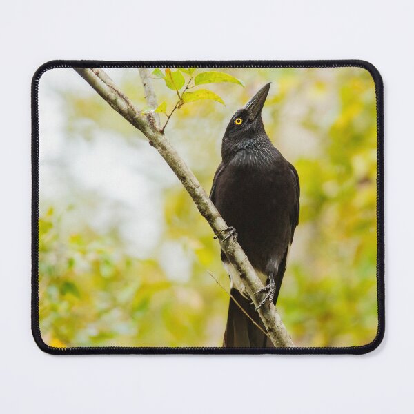 Item preview, Pied Currawong designed and sold by robdanimalphotography.