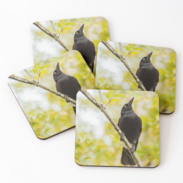 Item preview, Pied Currawong designed and sold by robdanimalphotography.