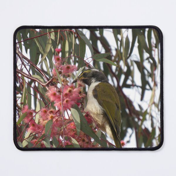 Item preview, Juvenile blue-faced honeyeater in a gumtree designed and sold by greentiger1.