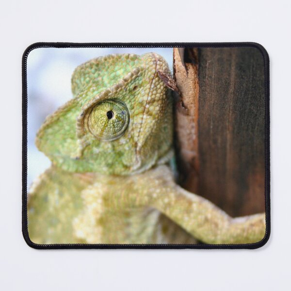 Item preview, Green Chameleon Holding On To A Shed Door designed and sold by taiche.