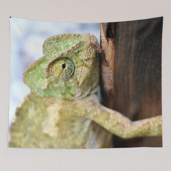 Item preview, Green Chameleon Holding On To A Shed Door designed and sold by taiche.