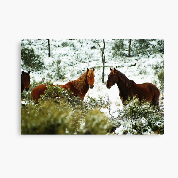 Majestic Canvas Print