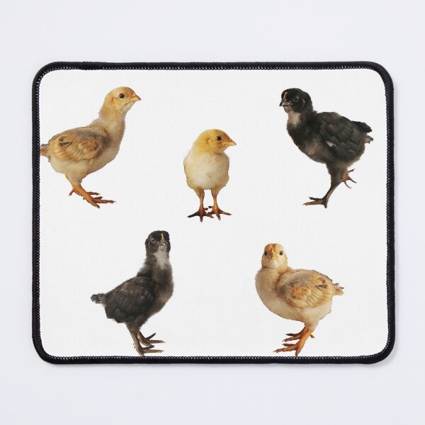 Item preview, Yellow and Black Chickens, Baby Chicks Stickers designed and sold by JoannaPol.