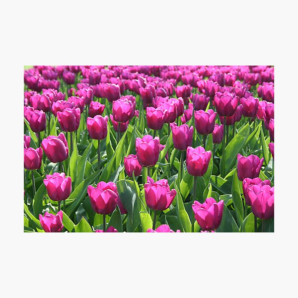 Item preview, Tulips designed and sold by Trine.
