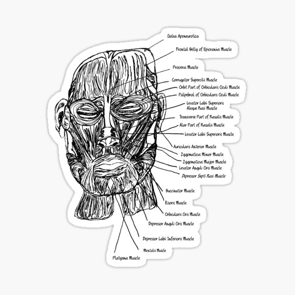 Facial Muscles Stickers for Sale Redbubble