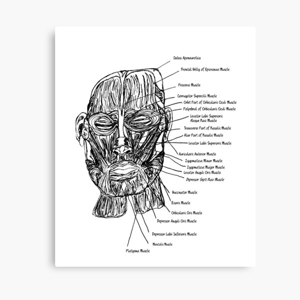 Aperçu de l'œuvre Anatomie : musculature faciale créée et vendue par NicoAndBaz.