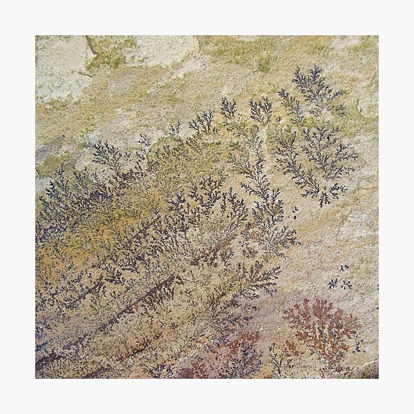 Artikel-Vorschau von Sandstein Fossil, designt und verkauft von MyriadLifePhoto.