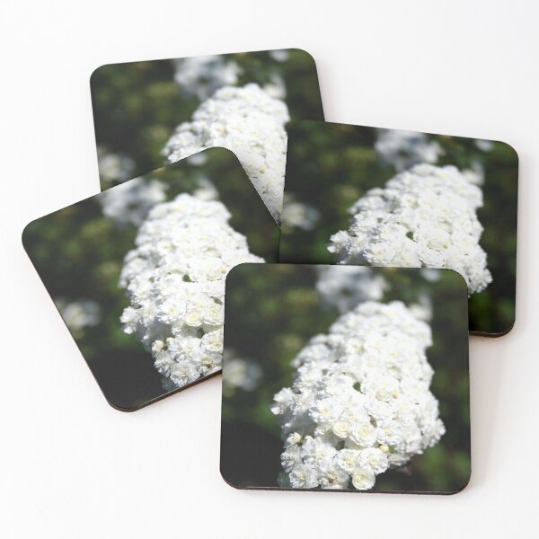 Item preview, Deutzia Bountiful White Blooms designed and sold by taiche.