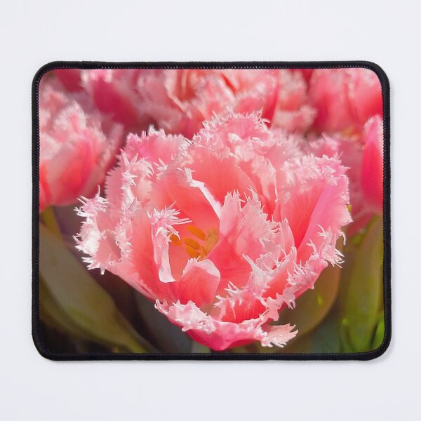 Item preview, Flower Show Tulips 2024 designed and sold by Jimbo McCoy.