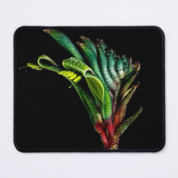 Item preview, Kangaroo Paw designed and sold by Glenn-Smith.