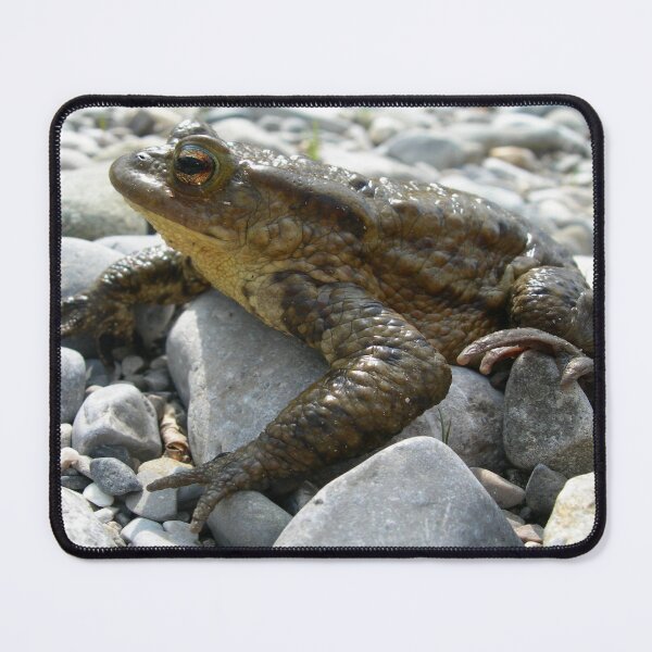 Item preview, Bufo Bufo Toad Lounging On Stones Close Up Photograph designed and sold by taiche.